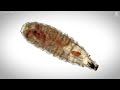 What to know about New World screwworm  - 02:42 min - News - Video