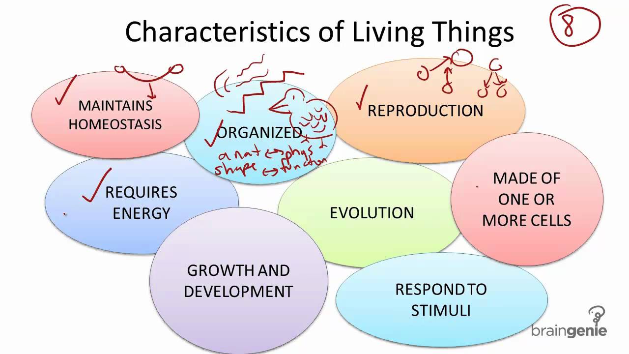 2 1 1 Characteristics Of Living Things YouTube