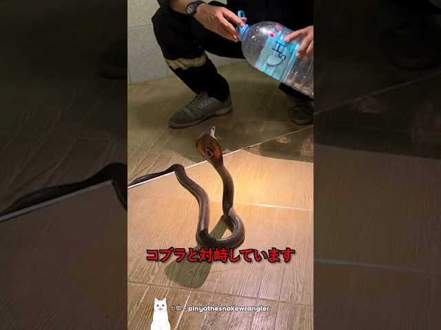 コブラの死神と言われる男性の正体…