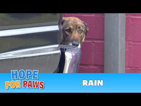 Homeless German Shepherd cries like a human! I have never heard anything like this!!!