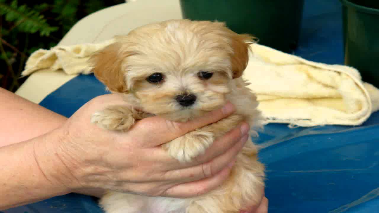 Hi, This is CindyCindy is a toy Maltese/Shih Tzu cross cheap small puppies for sale - YouTube