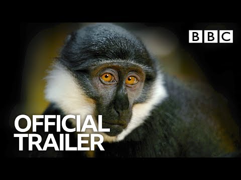 Primates'