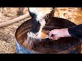 Droughts in Iraq endanger buffalo, and farmers livelihoods | REUTERS  - 02:06 min - News - Video