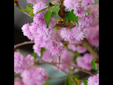 Prunus Kiku-shidare-zakura | Buy Cheals Weeping Cherry Trees