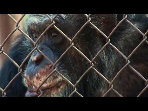Unlocking the Cage'
