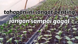 Perlu di perhatikan bila semai benih dengan potray