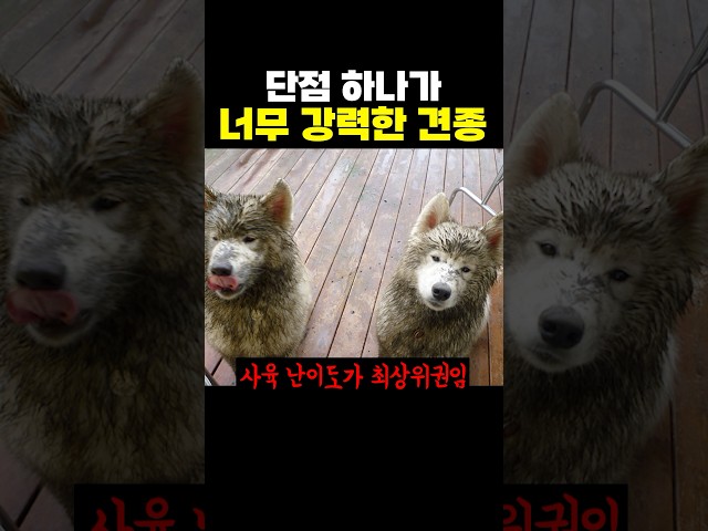 단점이 모든 장점을 씹어먹는 견종.jpg
