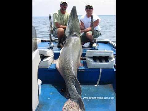 Worlds largest fish!!! - YouTube