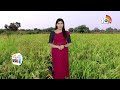 అధిక దిగుబడినిచ్చే వరంగల్ వరి రకాలు | Warangal Paddy Varieties For Kharif Season | Matti Manishi  - 09:28 min - News - Video