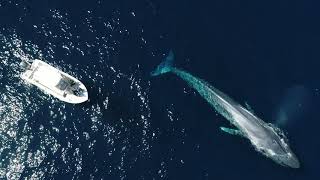 צילומי לוויתנים
