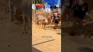 Fighting Buffalo Rejected #buffalo #fighting #fight #kerbau #shortsfeed #viralvideo