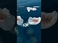 MISSION SUCCESS: SpaceX flight splashes down after historic voyage over Earths poles #foxnews