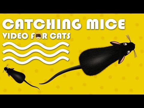 CAT GAMES - Catching Mice! Entertainment Video for Cats to Watch.