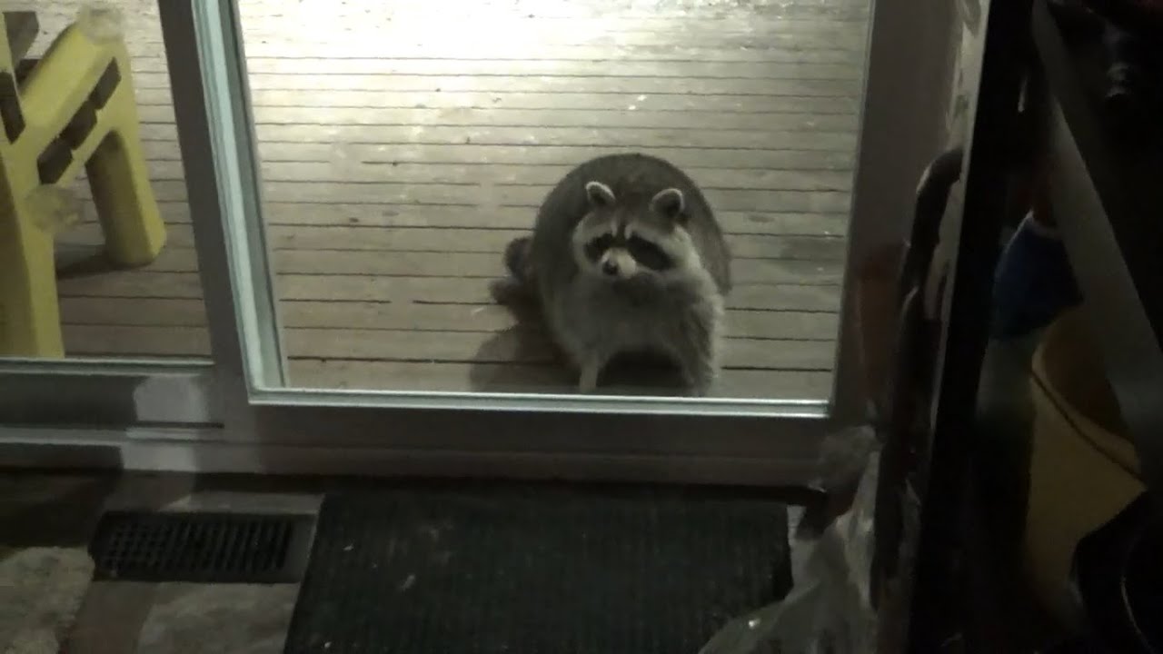 Scooter showed up tonight