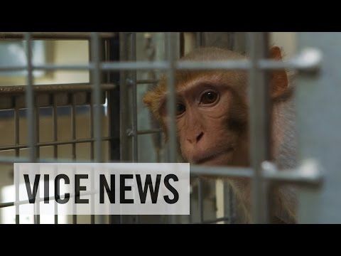 Inside the Monkey Lab'