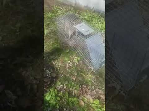 Raccoon Removal from Home - Raccoon Removal Services in South Field Mi - Wildlife Control Detroit