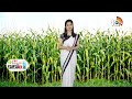 Prevention of Cutworm in Maize | మొక్కజొన్నలో కత్తెర పురుగు నివారణ | Matti Manishi | 10TV News - 04:39 min - News - Video
