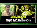 Prevention of Cutworm in Maize | మొక్కజొన్నలో కత్తెర పురుగు నివారణ | Matti Manishi | 10TV News