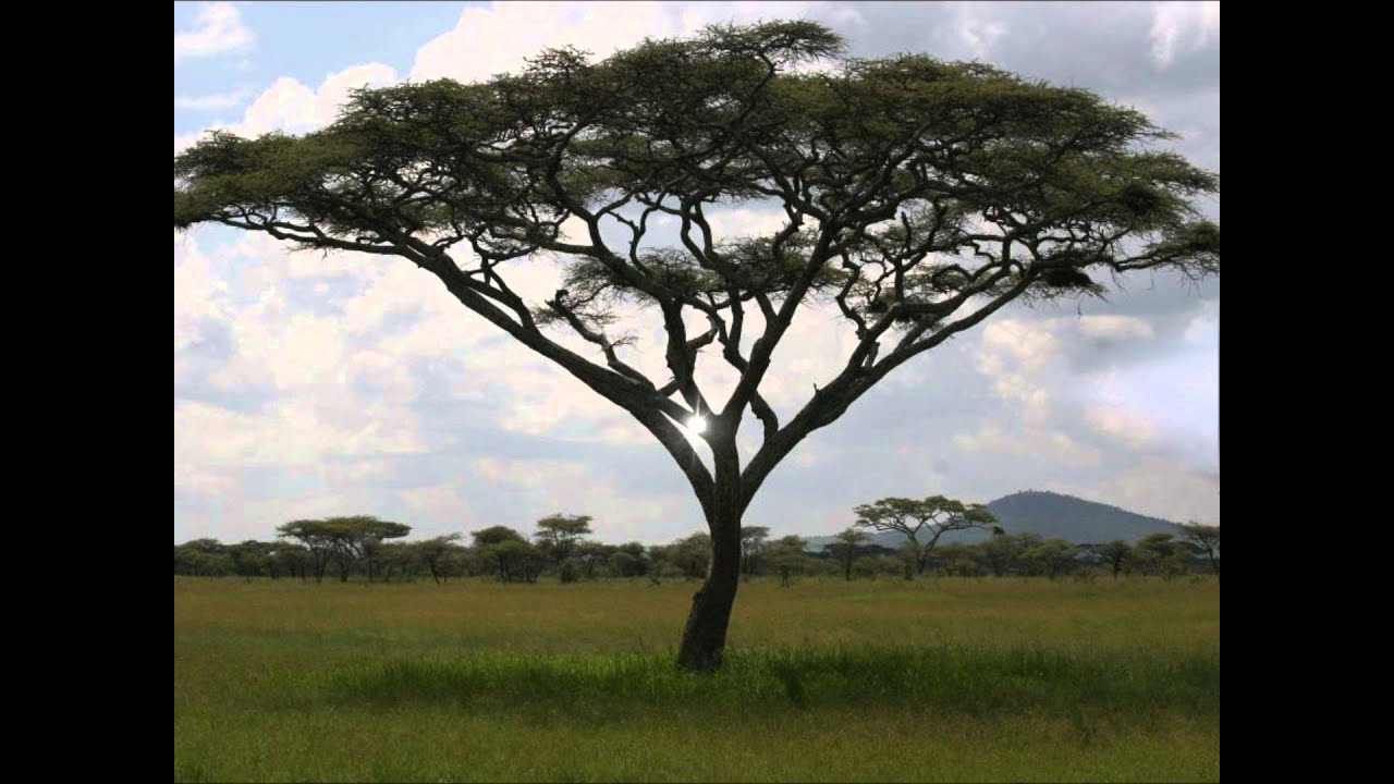 Savanna Grassland Biome - YouTube