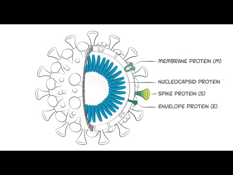 To identify who has an immune response against the #coronavirus. It’s important to detect an antibody called Immunoglobulin G or #IgG. IgG antibodies are proteins produced seven to fourteen days after an infection by the immune system in response to an infection and are specific to that particular pathogen. To identify who has an immune response against the #coronavirus. It’s important to detect an antibody called Immunoglobulin G or #IgG. IgG antibodies are proteins produced seven to fourteen days after an infection by the immune system in response to an infection and are specific to that particular pathogen.