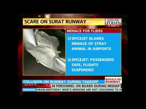 HLT : Spice Jet avoids major accident after hitting buffalo on runway HLT : Spice Jet avoids major accident after hitting buffalo on runway