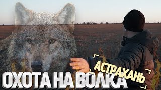 Охота на волка в Астрахани Охота на волка в Астрахани