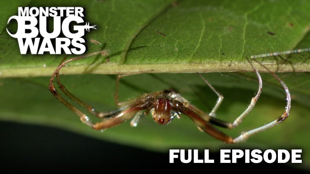 Scorpion Showdown: Who Will Survive? | S2E4 | Monster Bug Wars