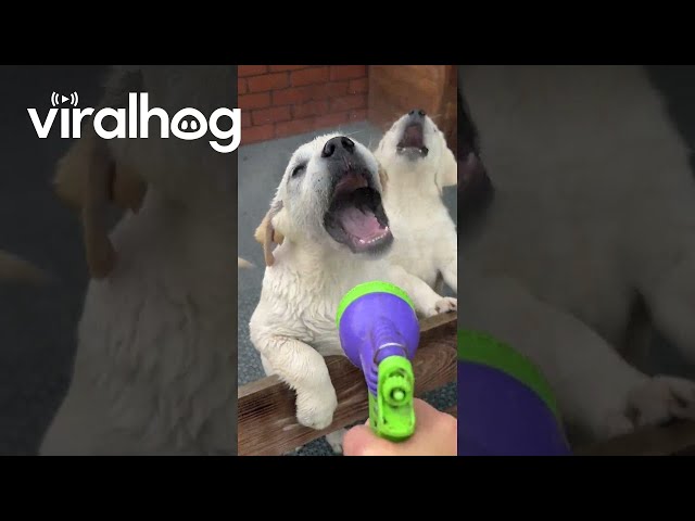 Cute Labrador Puppies Get Hosed Off || ViralHog