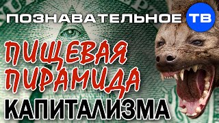 Опубликовано Познавательное ТВ на YouTube 13.07.2014 Валентин Катасонов: Пищевая пирамида капитализма. Часть из рассказа Валентина Катасонова "Корпорация Сталина": Капиталисты расположены в упорядоченную… Пищевая пирамида капитализма (Познавательное ТВ, Валентин Катасонов)