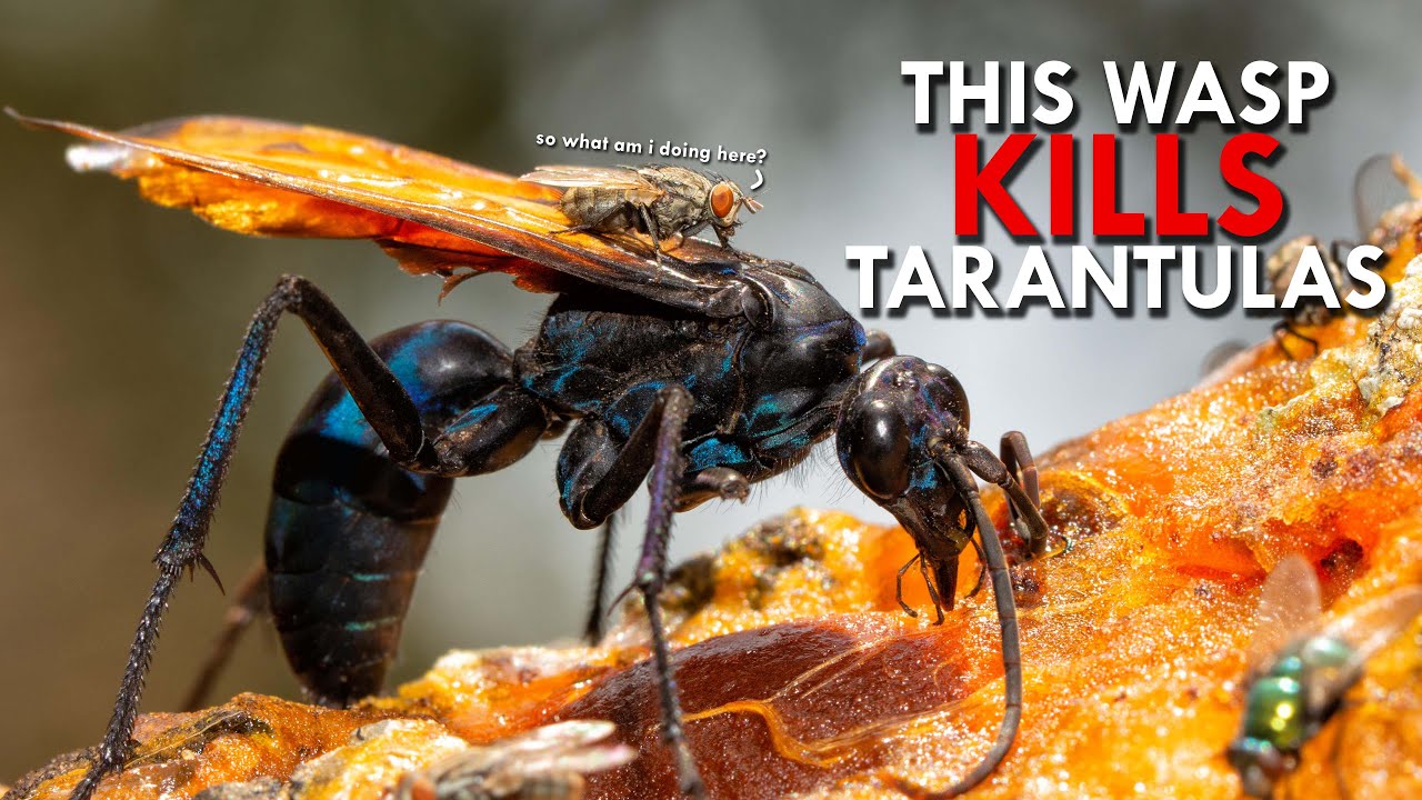 Tarantula Hawk Wasps And The Painful World Of Stingers