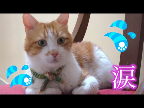 猫が帰って来ない 家出したい理由が泣ける まとめちゅーぶ