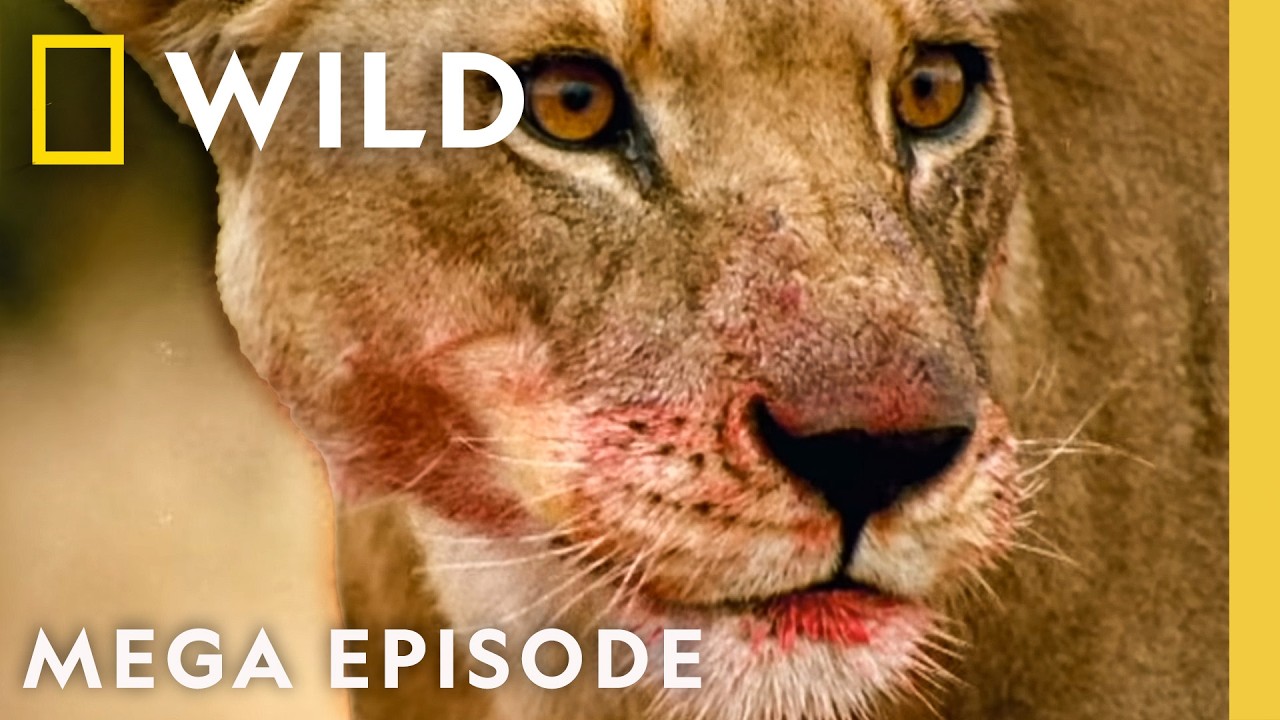 Kings, Deep Sea Killers, & More! | World's Deadliest MEGA Episode | Nat Geo Animals