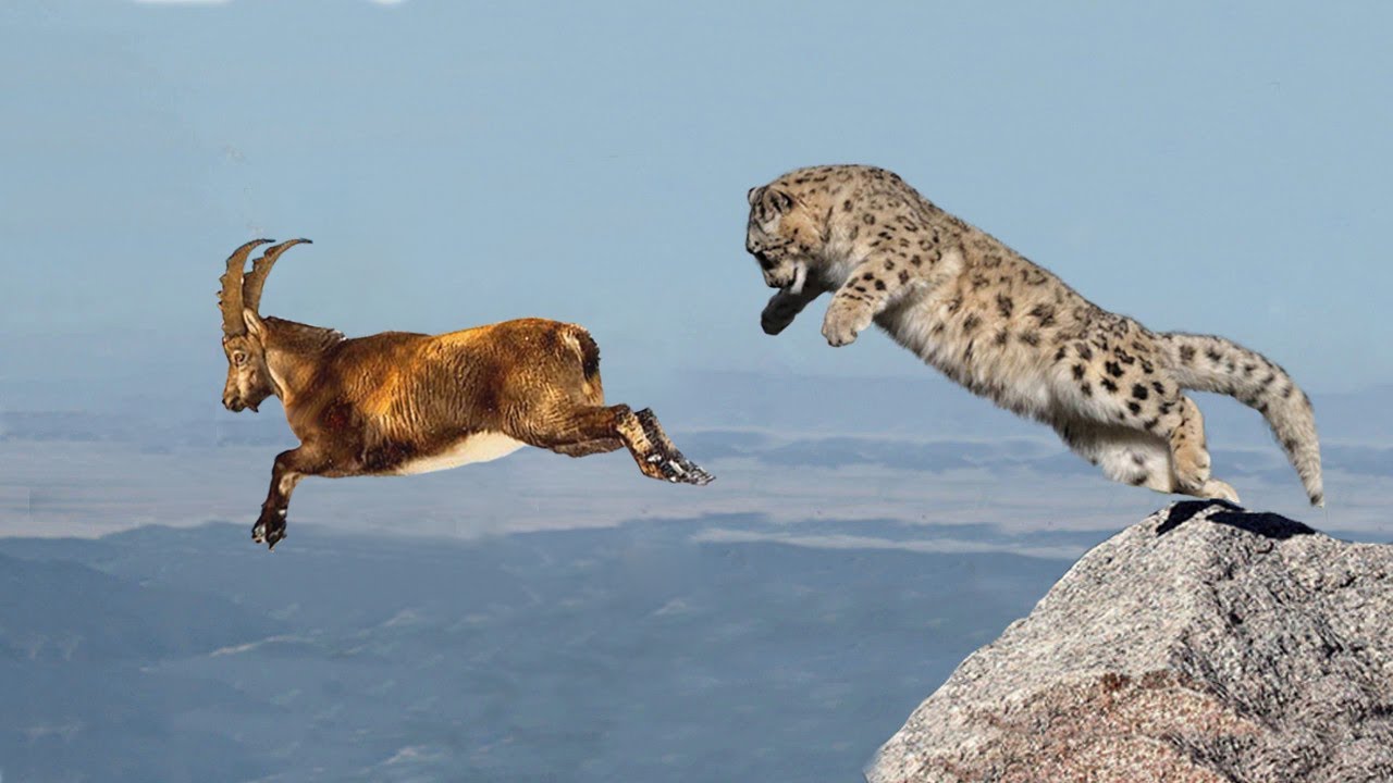 Snow leopard Amazing Hunting Skill and Agility! and Snow Leopard vs 5 Dogs Incredible Battle