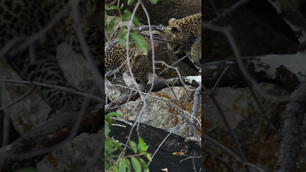 Looking for cute leopard cubs to brighten your day? 🐾 #WildCatsOfIndia