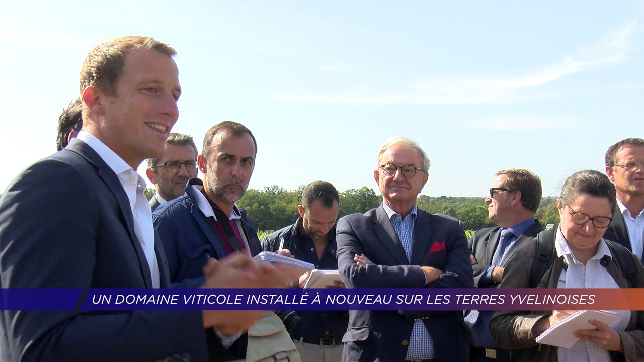 Yvelines | Un domaine viticole installé à nouveau sur les terres yvelinoises