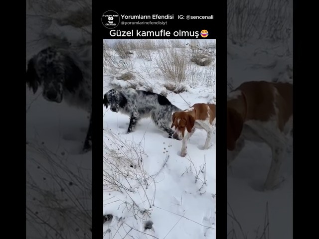 Kuş öyle kamufle olmuş ki zor fark ediliyor😂
