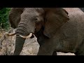 Why Do Elephants Have Big Ears? | Weird Animal Searches | BBC Studios
