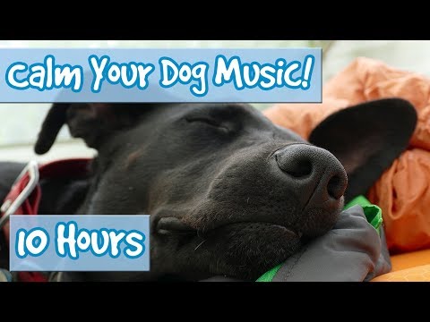 How to Calm Your Dog Down Music! Relaxing Music for Dogs to Stop Anxiety and Help Keep them Calm! 🐶