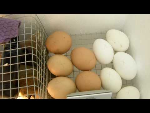  chicken egg incubator made from styrofoam homemade chicken egg