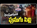Punugu Pilli Appear In Mahabubnagar | V6 Teenmaar