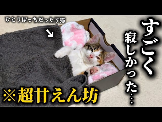 緊急保護した子猫が甘えん坊すぎる事が判明しました