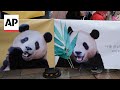 South Korea-born giant panda Fu Bao returns to China