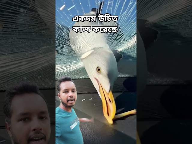 পাখিটা গাড়ির গ্লাস ভেঙ্গে খাবার নিয়ে নিল। #birds #cars #youtubeshorts #shorts