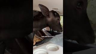 Baby Water Buffalo Thinks This Guy Is "Mommy" | The Dodo