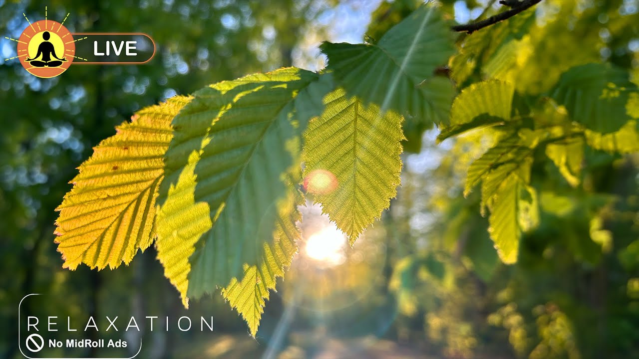🔴 24 Hours of Slow Relaxing Music for Stress Relief 🌿3353 | Healing Depressive Disorders & Anxiety
