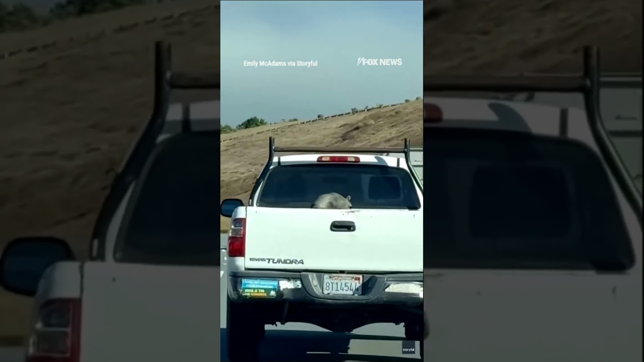 Hitchhiking raccoon feels wind its hair on California freeway #shorts #news #us #foxnews