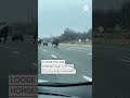 Loose police horses gallop on Cleveland highway  - 00:25 min - News - Video
