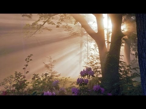 Upload mp3 to YouTube and audio cutter for Edvard Grieg - Morning Mood (Au Matin) download from Youtube