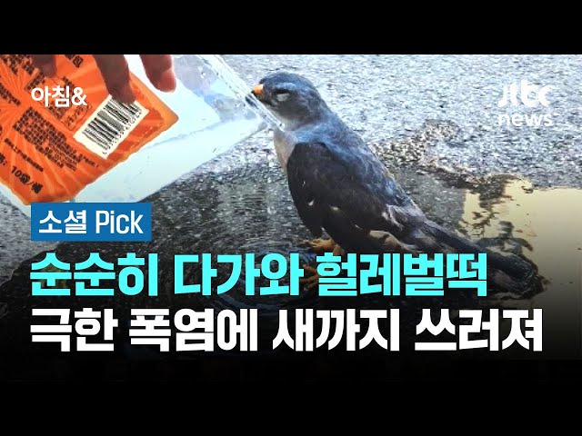 새들마저 도로에 '픽'…체감온도 40도 넘게 치솟자 #소셜픽 / JTBC 아침&