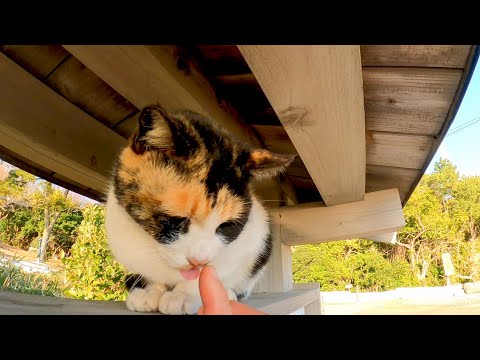 感動猫動画 最新動画まとめ まとめちゅーぶ